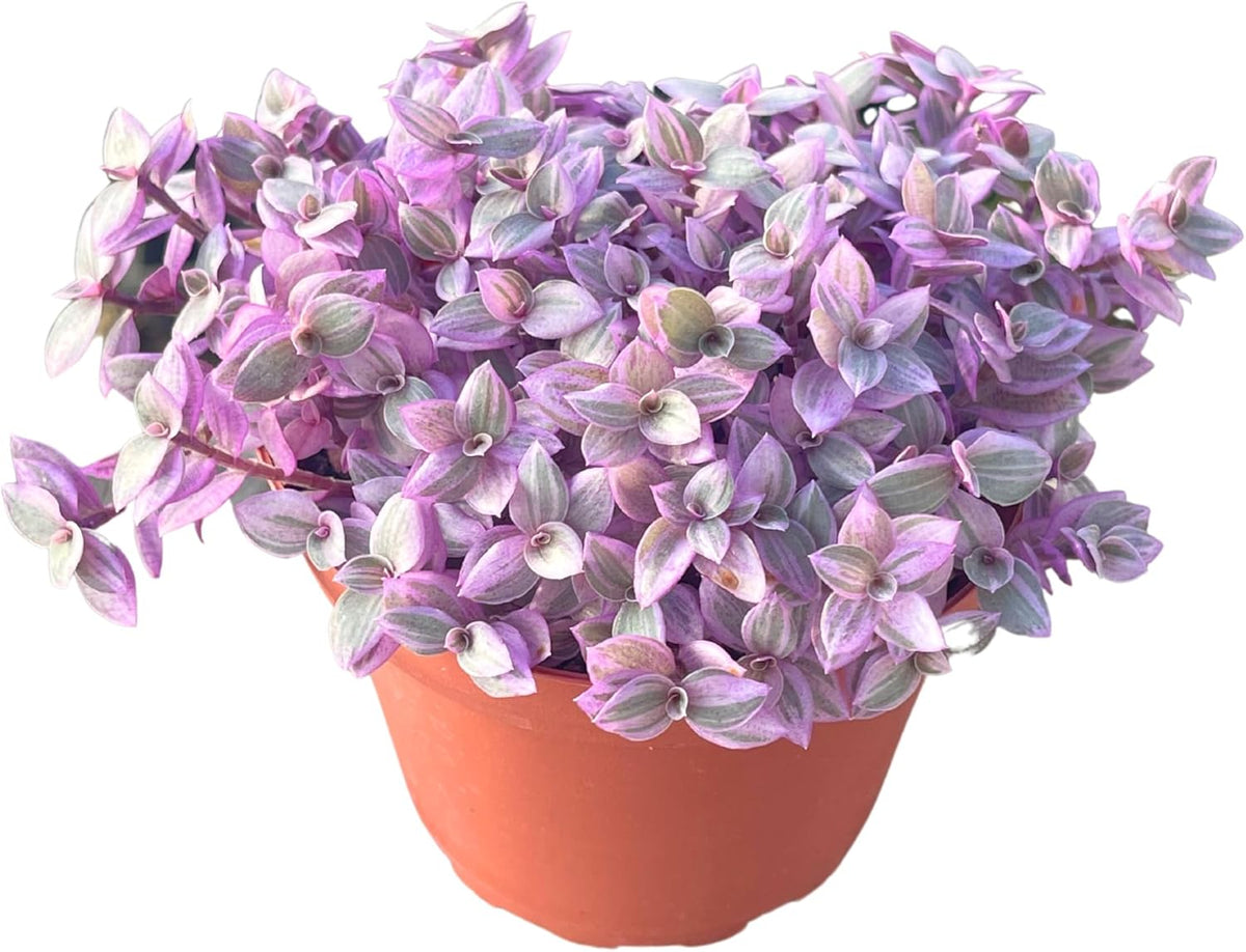 Live Succulent 4" Callisia Repens Pink Lady Turtle Vine, Succulents Plants Live Fully Rooted House