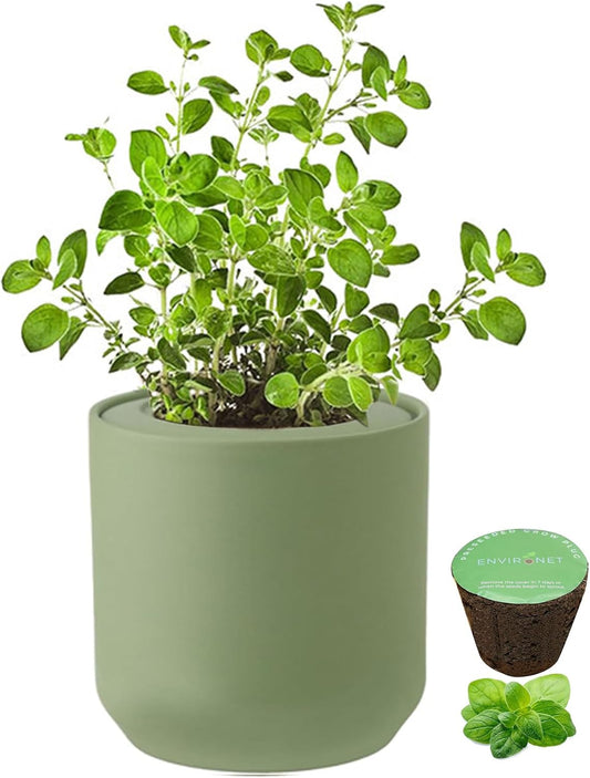 Hydroponic Herb Growing Kit, Self-Watering Kitchen Herb Garden Starter Kit with Green Ceramic Pot