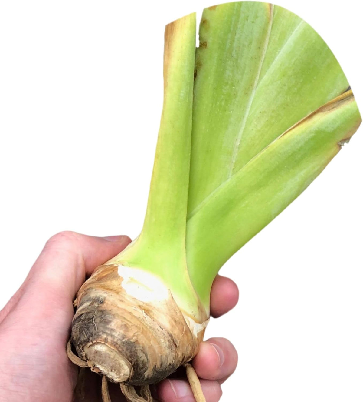 Easy to Grow Bearded Iris Concertina - 3 Plant Bulbs Rhizomes, Light Pink Blush Flowers in Spring
