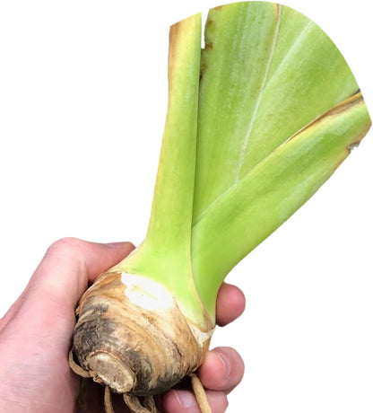 Easy to Grow Bearded Iris Purple Rebounder - 9 Plant Bulbs Rhizomes, Dark Purple Flowers in Spring