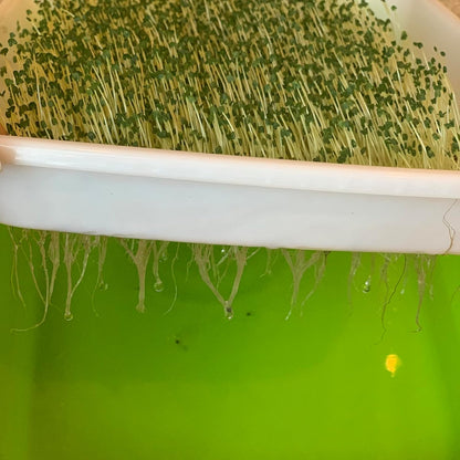 8 Pack Seed Sprouter Tray, BPA Free, Big Capacity Seed Germination Tray, Healthy Wheatgrass Seeds