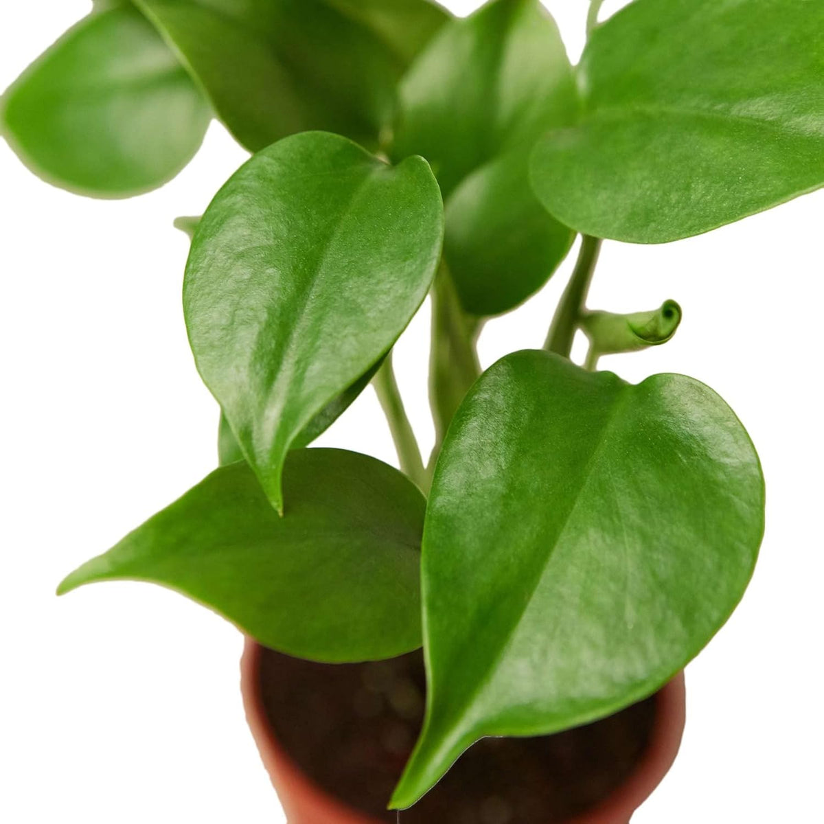 Philodendron Monstera Split-Leaf Live Plant for Indoor | Different Houseplants in 4'' & 6'' Pot |