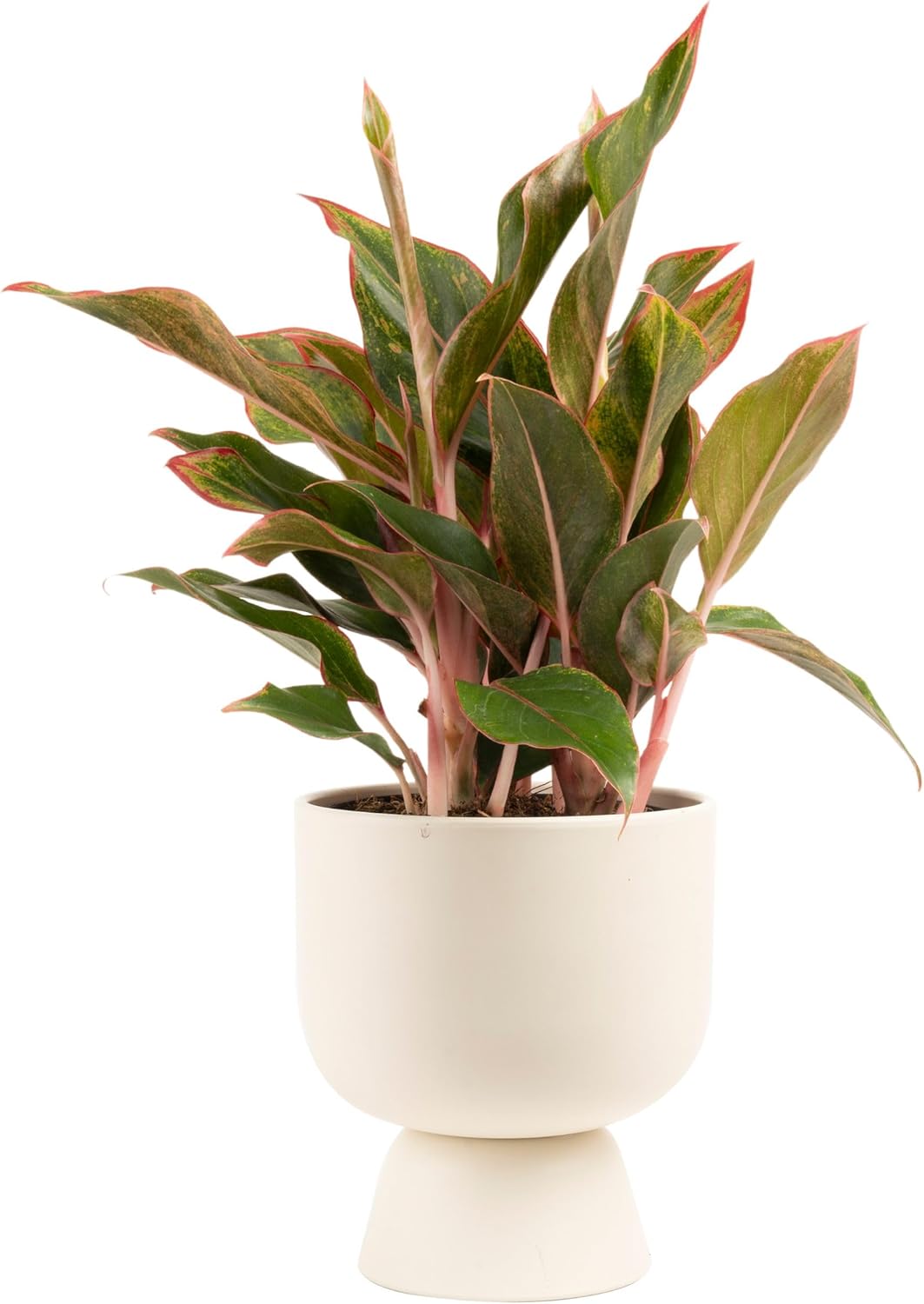 Costa Farms Red Chinese Evergreen Live Indoor Plant, Easy Care Houseplant in Modern Decor Planter