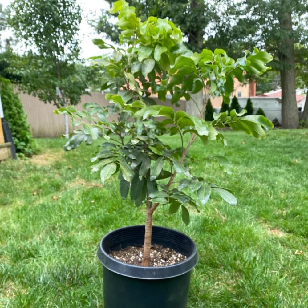 Lychee Tree Live Plant, 3 Gallon Pot, Grafted Lychee Tree, 3-4 Ft Tall Tropical Sweet Litchi Fruits