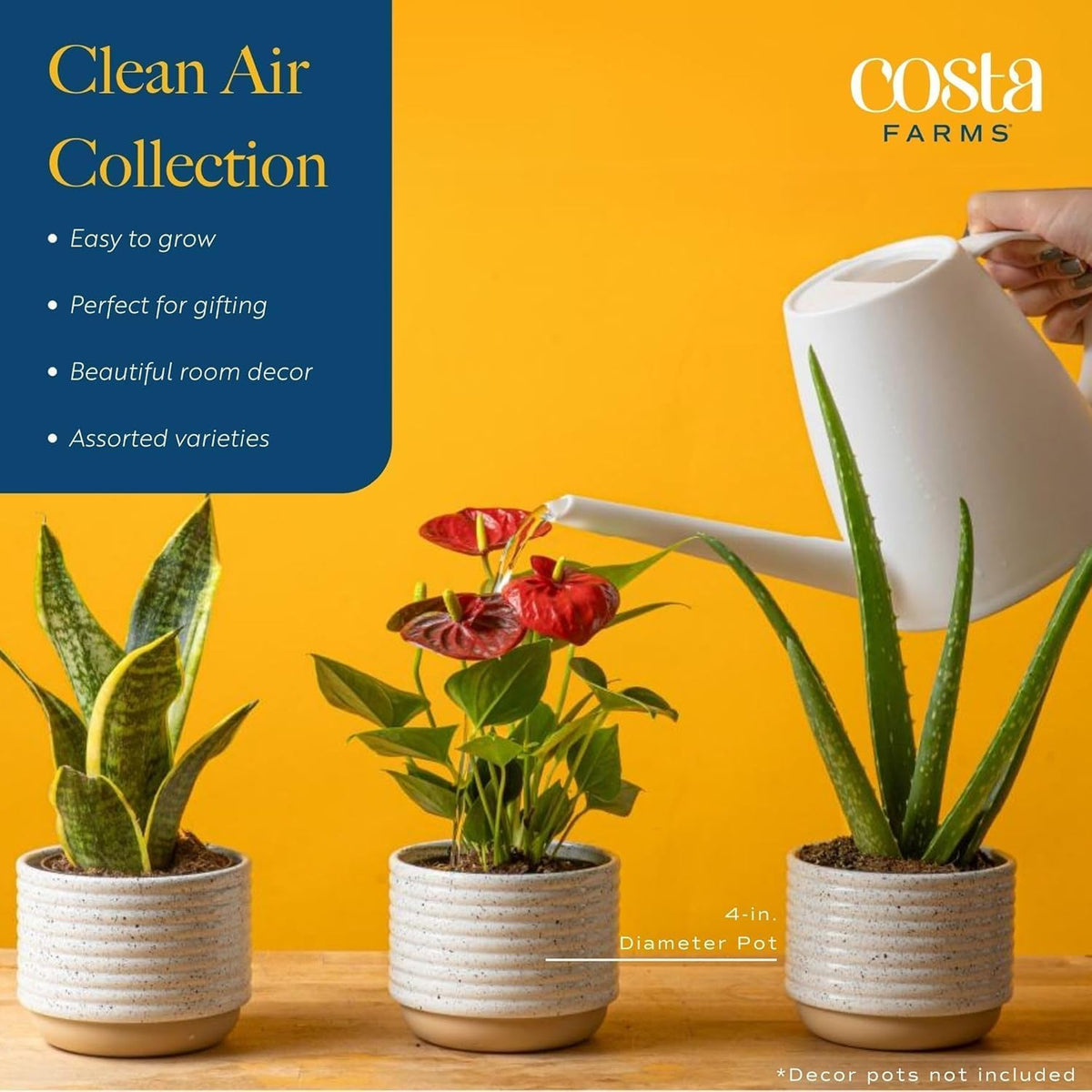 Costa Farms Live Indoor Plant Bundle in Decorative Pots, Easy to Maintain, Air Purifying Indoor