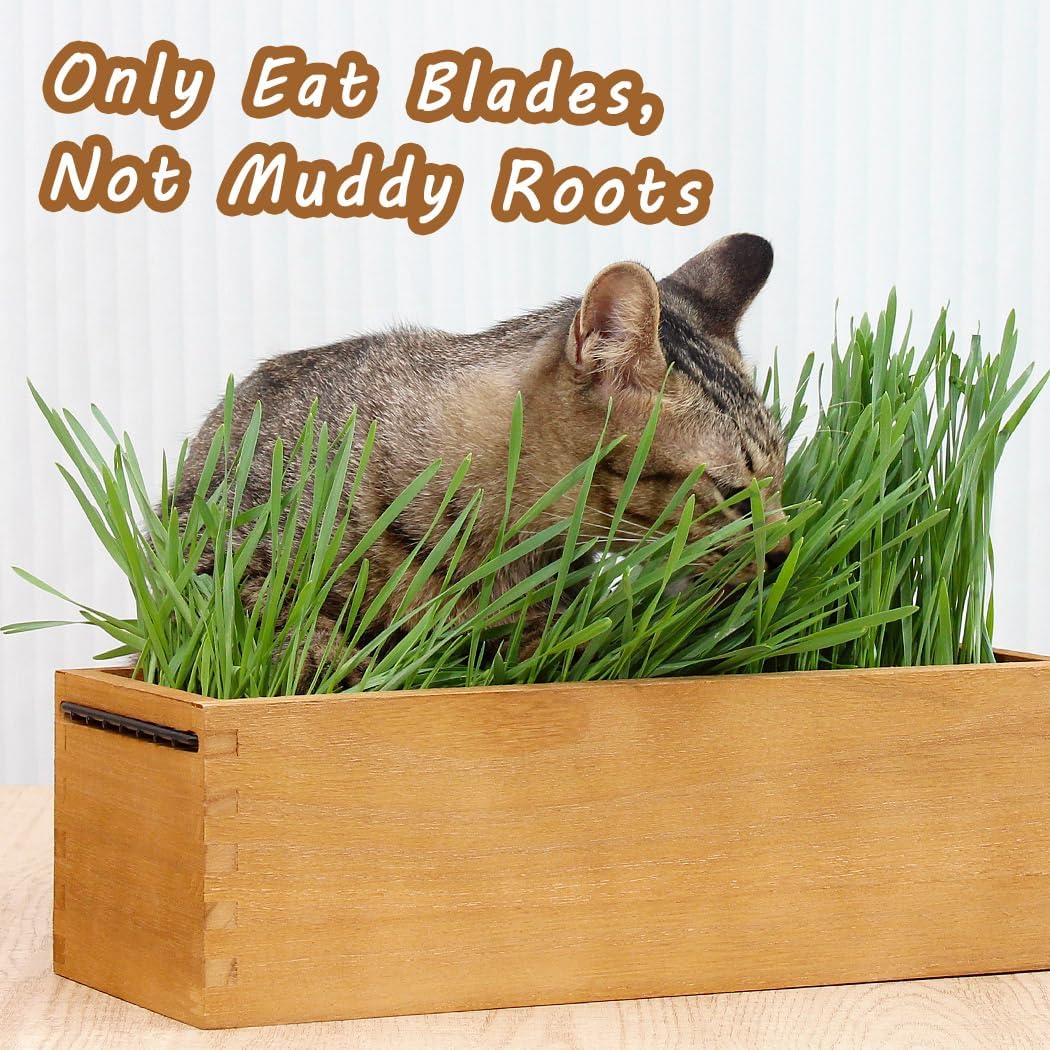 Wooden Cat Grass Planter (no Seeds Included) with Potting Soil Disks, Anti-Digging Grid and