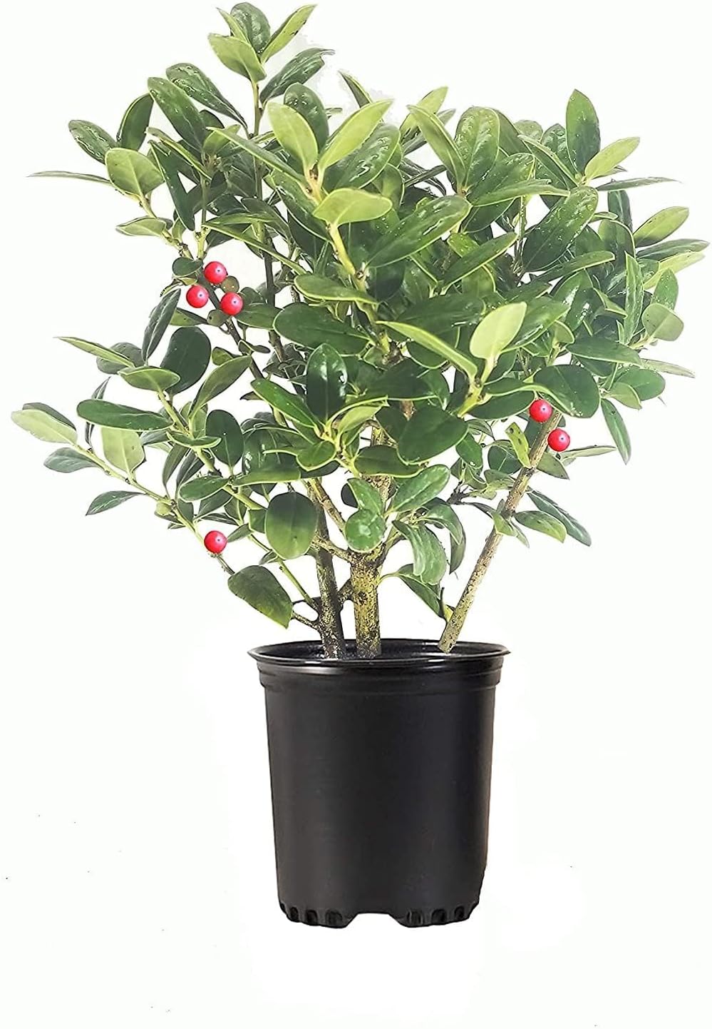 Burfordi Holly | 10 Quart Size Plants | Ilex Cornuta | Fast Growing Evergreen Shrubs, Privacy Hedge