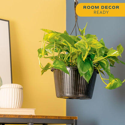 Costa Farms Golden Pothos Live Plant, Devil's Ivy in Hanging Basket Pot, Easy to Maintain, Large