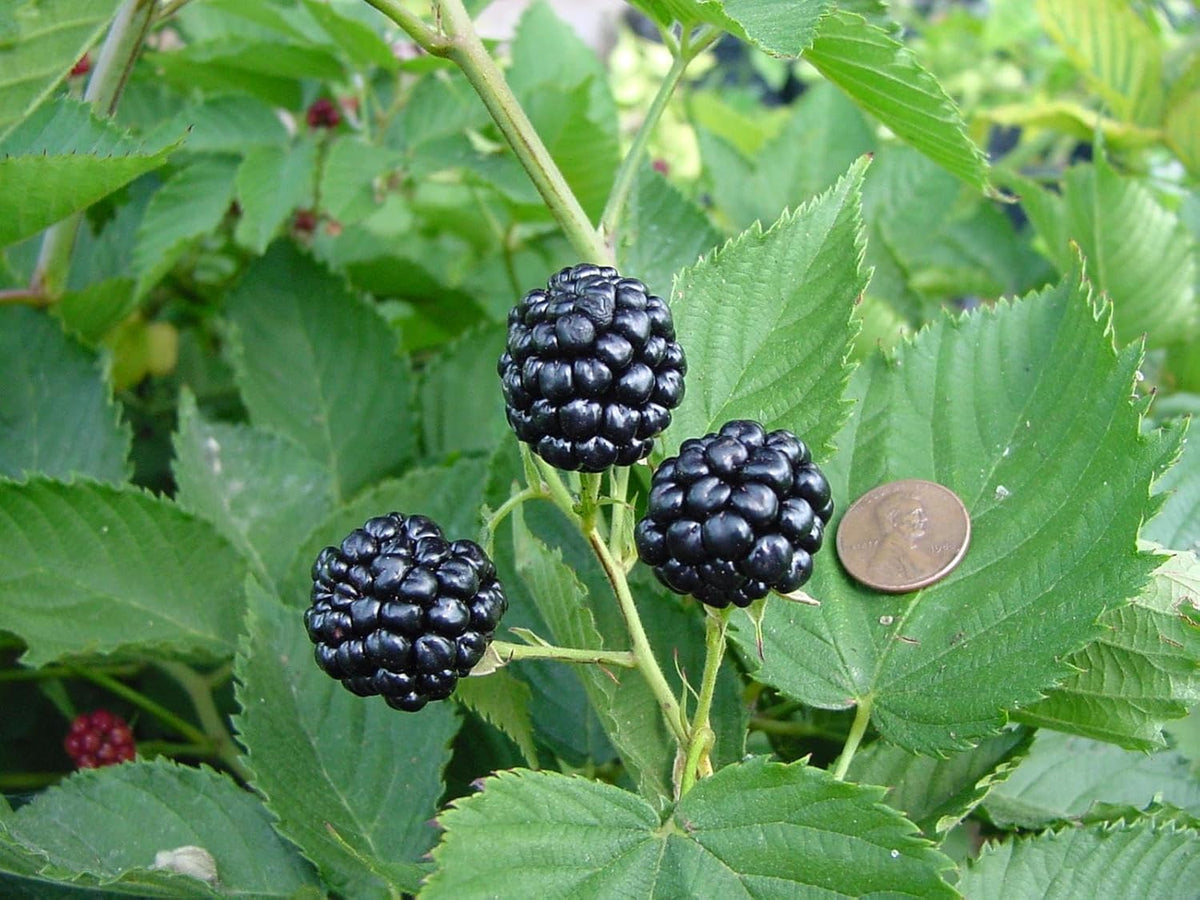 BlackBerry Plants Natchez (4 Pack) Live for Sale | Easy to Grow Plants | Edible Fruit Plant for