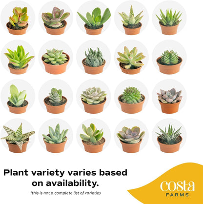 Costa Farms Mini Succulent Live Plants in Plastic Pots, Easy to Maintain Indoor Succulents