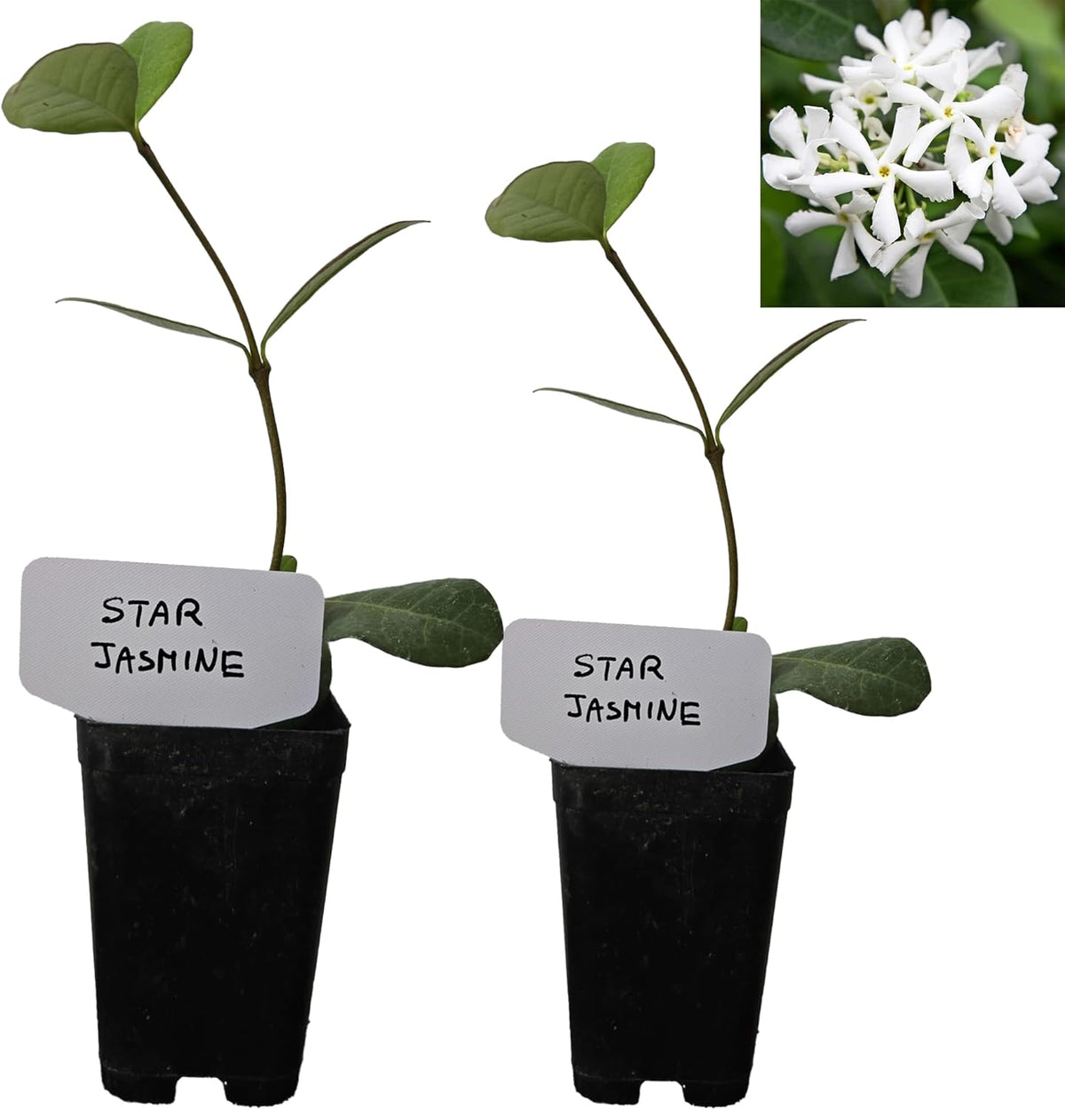 Star Jasmine/Confederate Jasmine - Trachelospermum Jasminoides. Live. Fragrant Flowers. (2 Plants