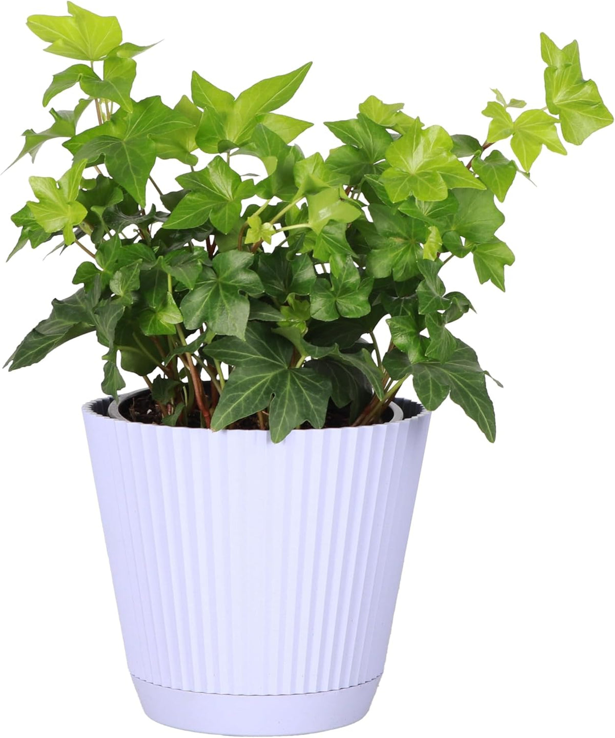 Thorsen's Greenhouse Live Green English Ivy Plant, Hedera Helix, Natural Air Purifier, Easy to