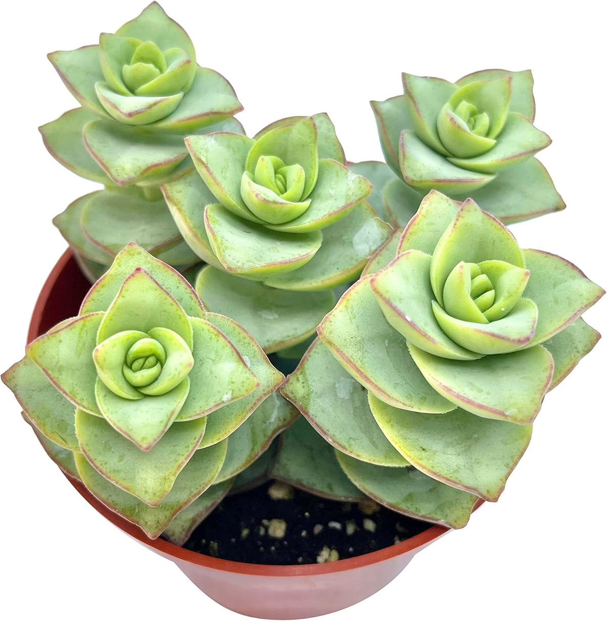 Live Succulent 4" Crassula Perforata Ivory Towers, Succulents Plants Live Fully Rooted House Plant