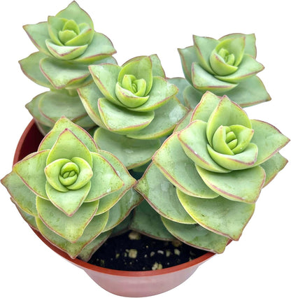 Live Succulent 4" Crassula Perforata Ivory Towers, Succulents Plants Live Fully Rooted House Plant