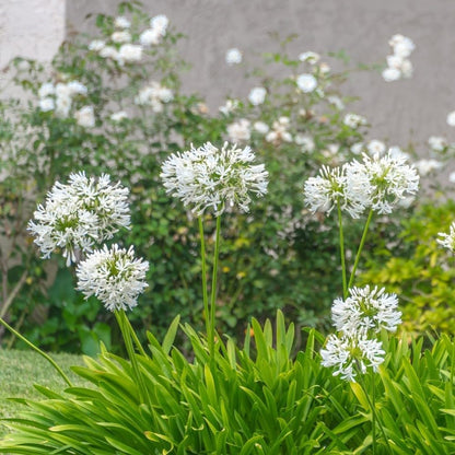 Gardens Best Graceful Beauty Alliums – 30 Bulbs - White Star-Shaped Flowers | Easy-Grow Spring