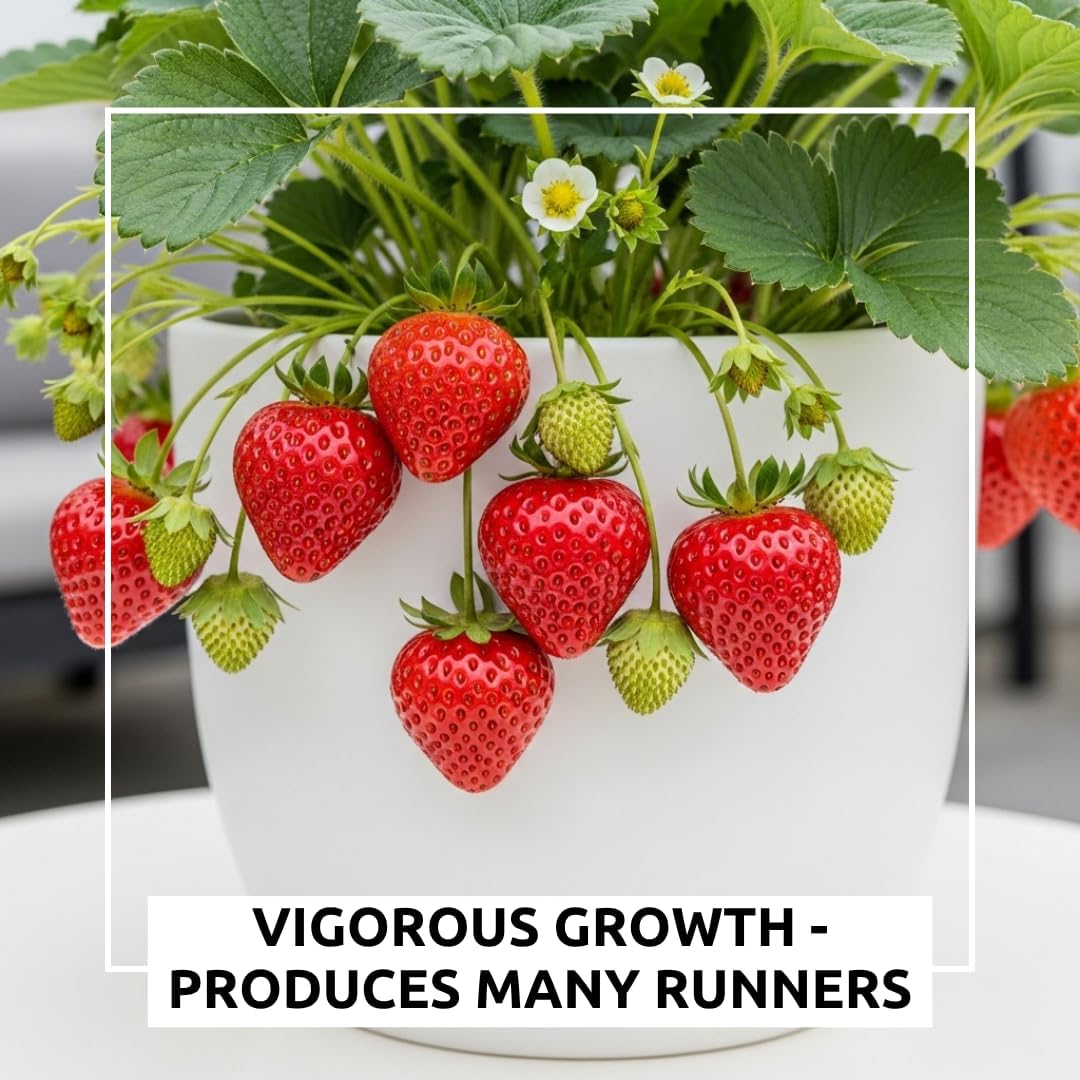 Ozark Beauty Strawberry Plants (5 Live Plants) – Everbearing Variety for Home Gardens – Grow Your