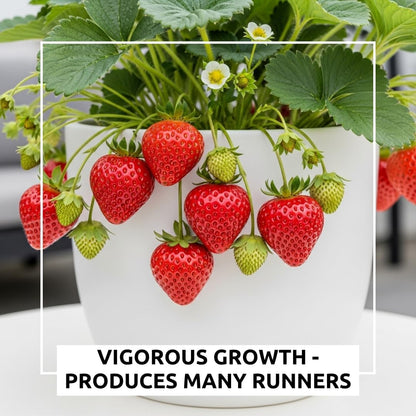 Ozark Beauty Strawberry Plants (5 Live Plants) – Everbearing Variety for Home Gardens – Grow Your