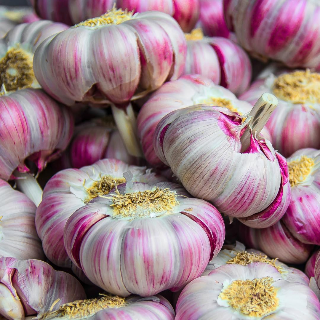 1 Pound Hard Neck Garlic for Planting in Fall, Red Garlic Bulb for Planting, Fresh and High Yield