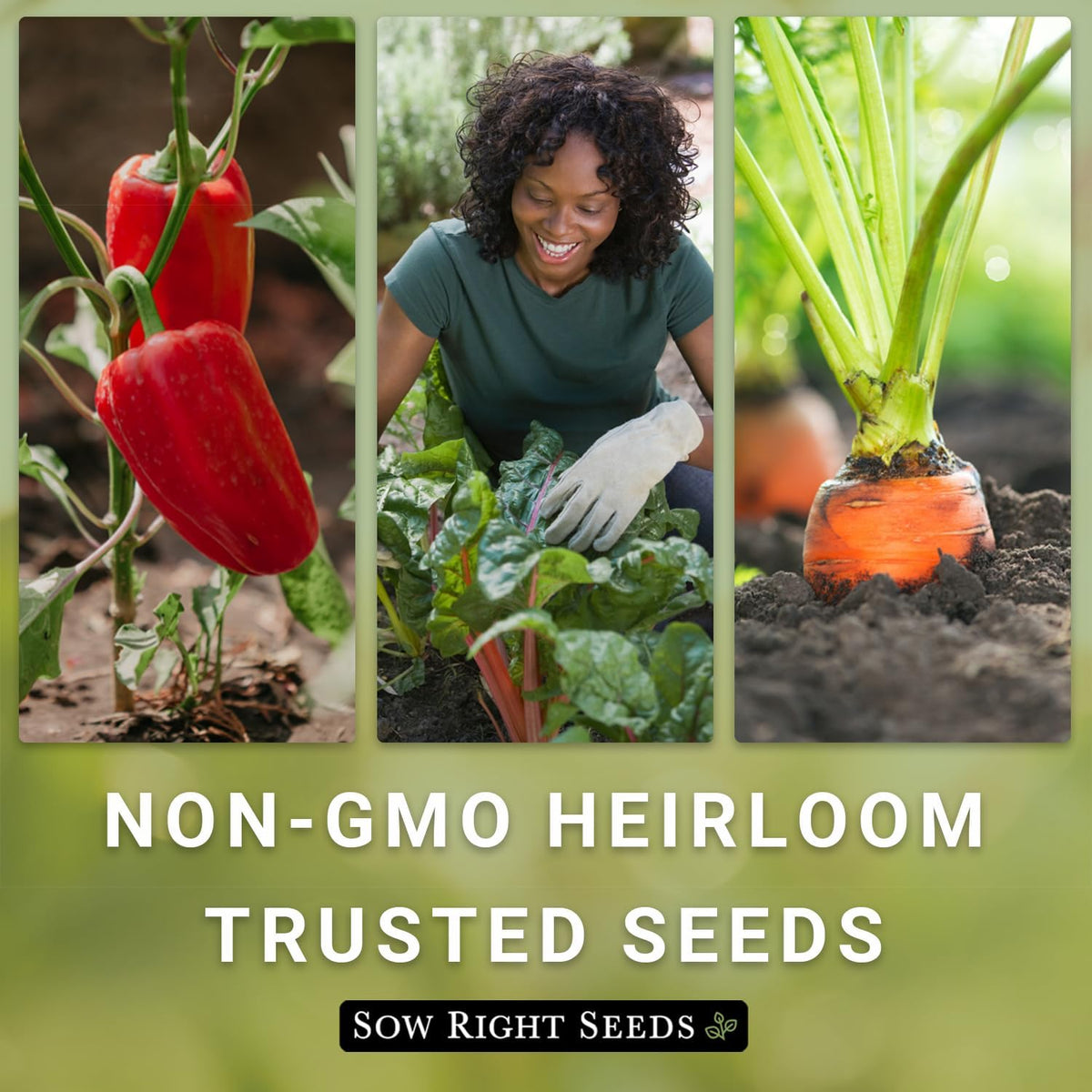 Sow Right Seeds - Classic Vegetable Garden Seed Collection for Planting - Non-GMO Heirloom