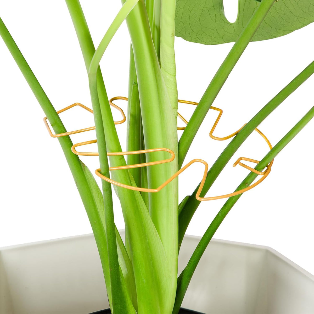 6PCS Iron Monstera Plant Support, Uniquely Designed Indoor Plant Accessories, Stable Plant Support