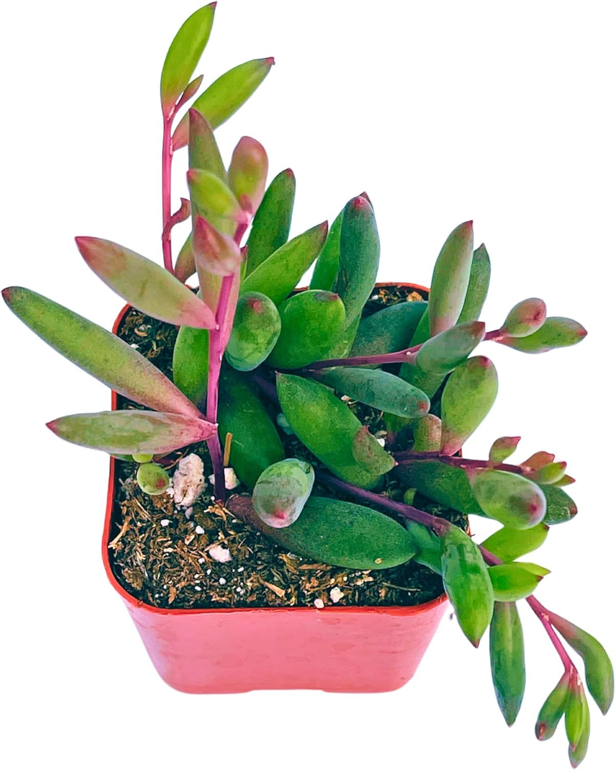Succulents Plants Live 2" Othonna Capensis Ruby Necklace, Live Mini Succulent Plants, Easy Care