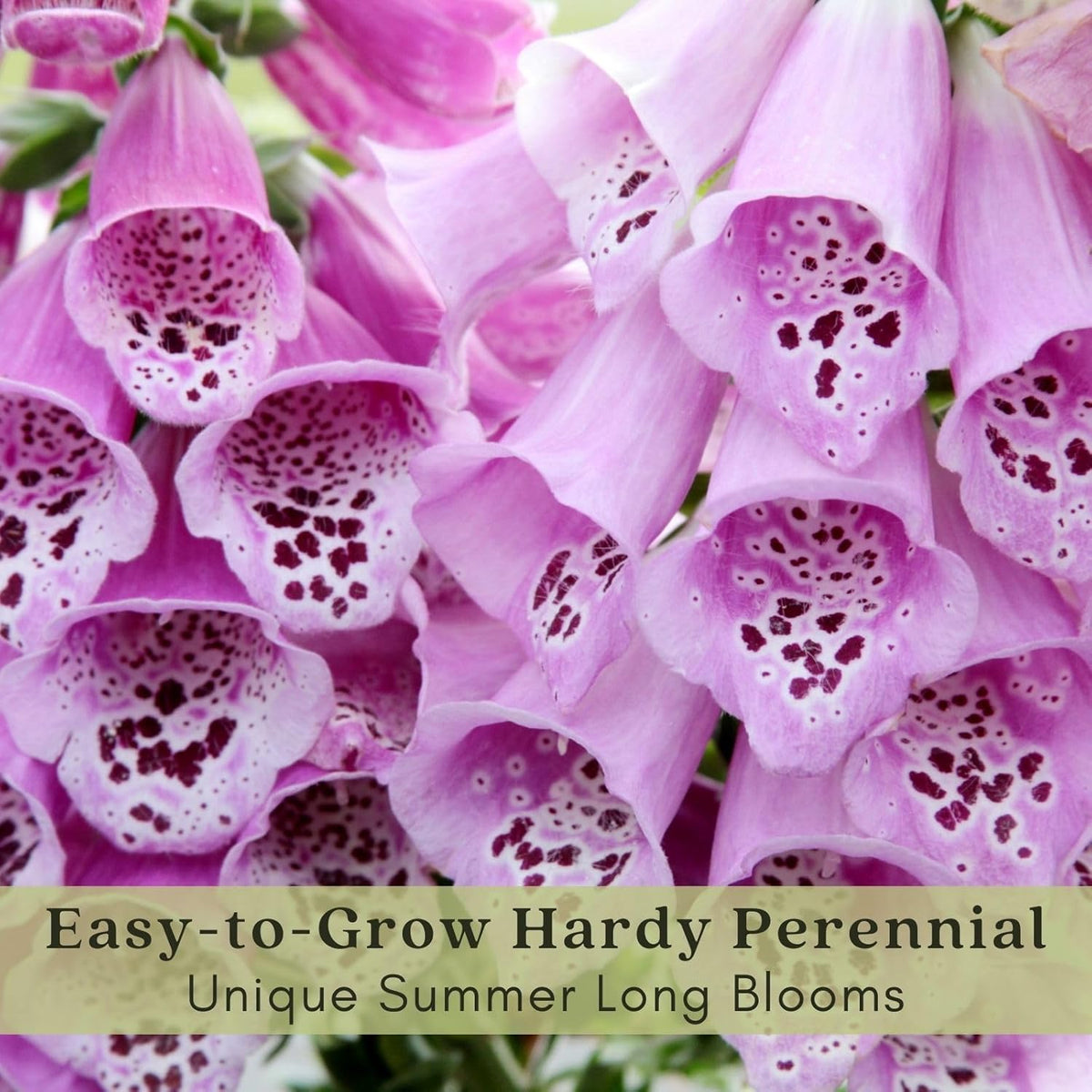 Clovers Garden Foxglove (Digitalis purpurea) Camelot Mix Plants – Two (2) Live Plants – Non-GMO