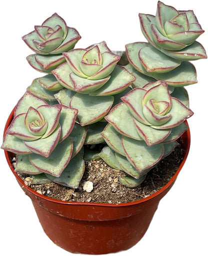 Live Succulent 4" Crassula Perforata Ivory Towers, Succulents Plants Live Fully Rooted House Plant