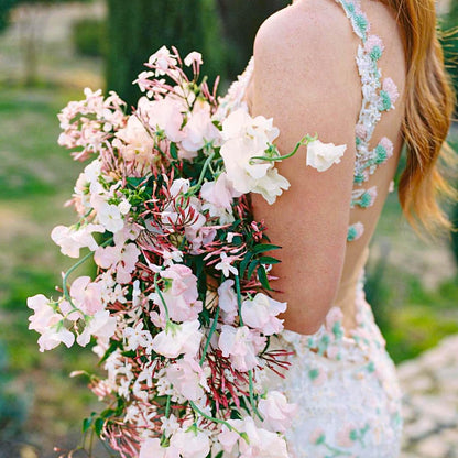 Pink Jasmine Vine - Jasminum Polyanthum - Fragrant & Blooming, Perfect for Indoor/Outdoor Decor (4