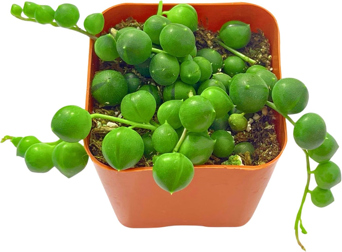 Succulents Plants Live 2" String of Pearls, Live Mini Succulent Plants, Easy Care House Plants
