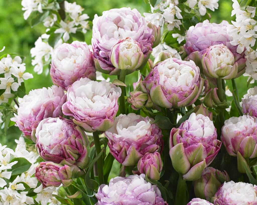 Peggy Wonder Double Late Tulip Bulbs for Planting - Easy to Grow Perennial Tulips (10 Bulbs)