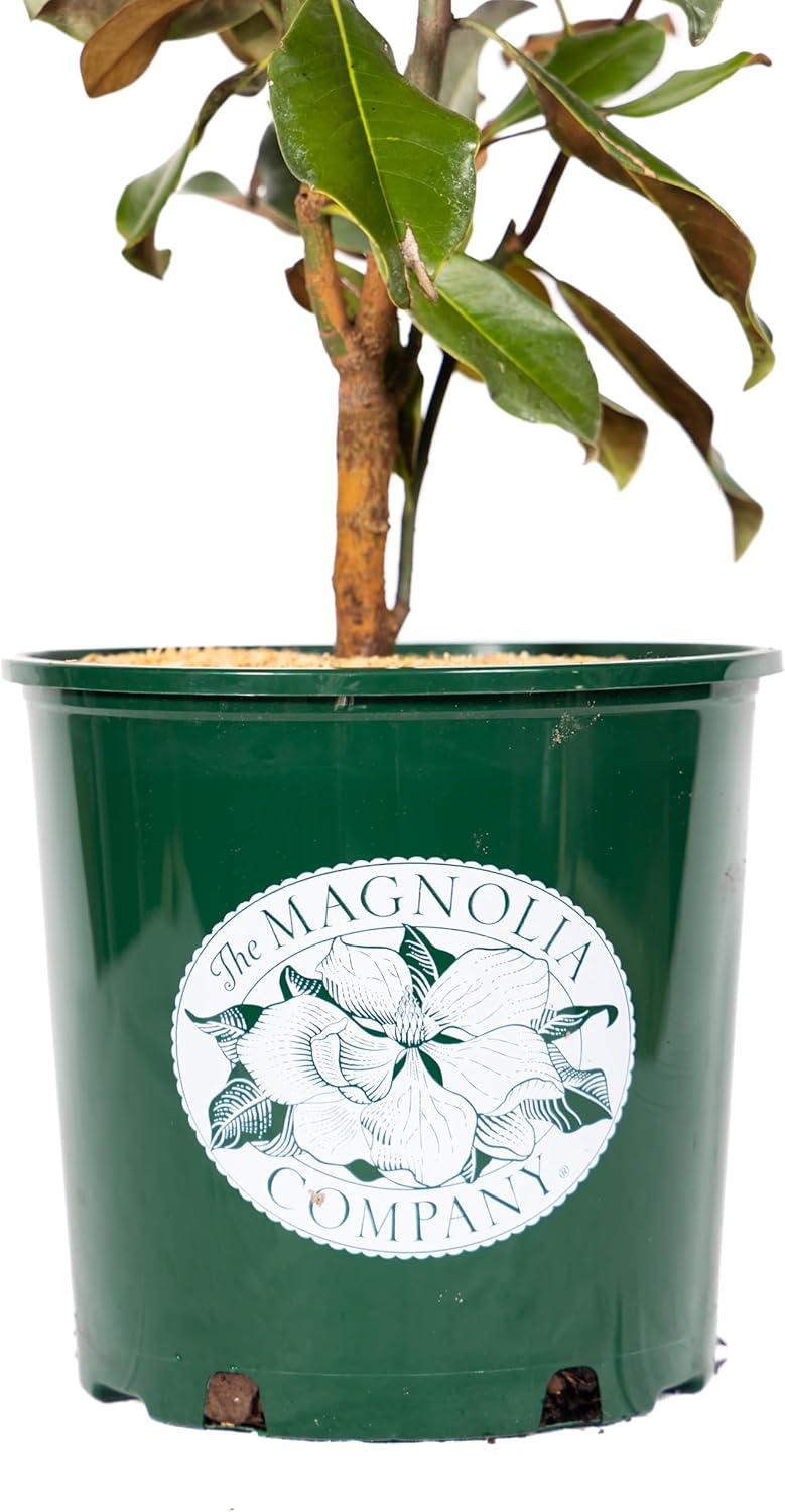 Magnolia Tree Kay Parris Variation, Live Plant, Magnolia Flower Blooms, Easy Care, Perfect for Home
