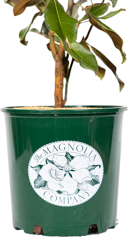 Magnolia Tree Kay Parris Variation, Live Plant, Magnolia Flower Blooms, Easy Care, Perfect for Home