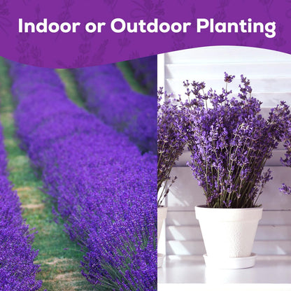 English Lavender Seeds for Planting - 1500+ Heirloom, Non-GMO Seeds - High Germination, Fragrant