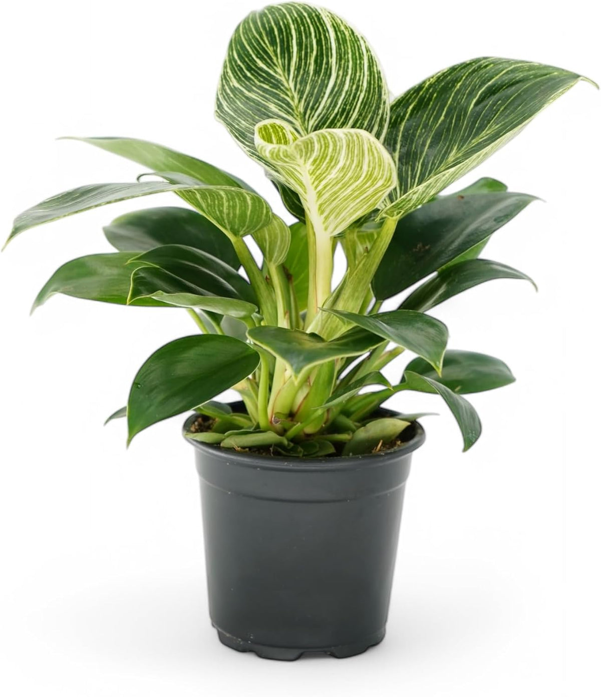 Philodendron Birken Live Plant | Indoor House Plant for Home Decor, Room Decor, Office Decor | Air