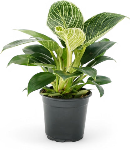 Philodendron Birken Live Plant | Indoor House Plant for Home Decor, Room Decor, Office Decor | Air
