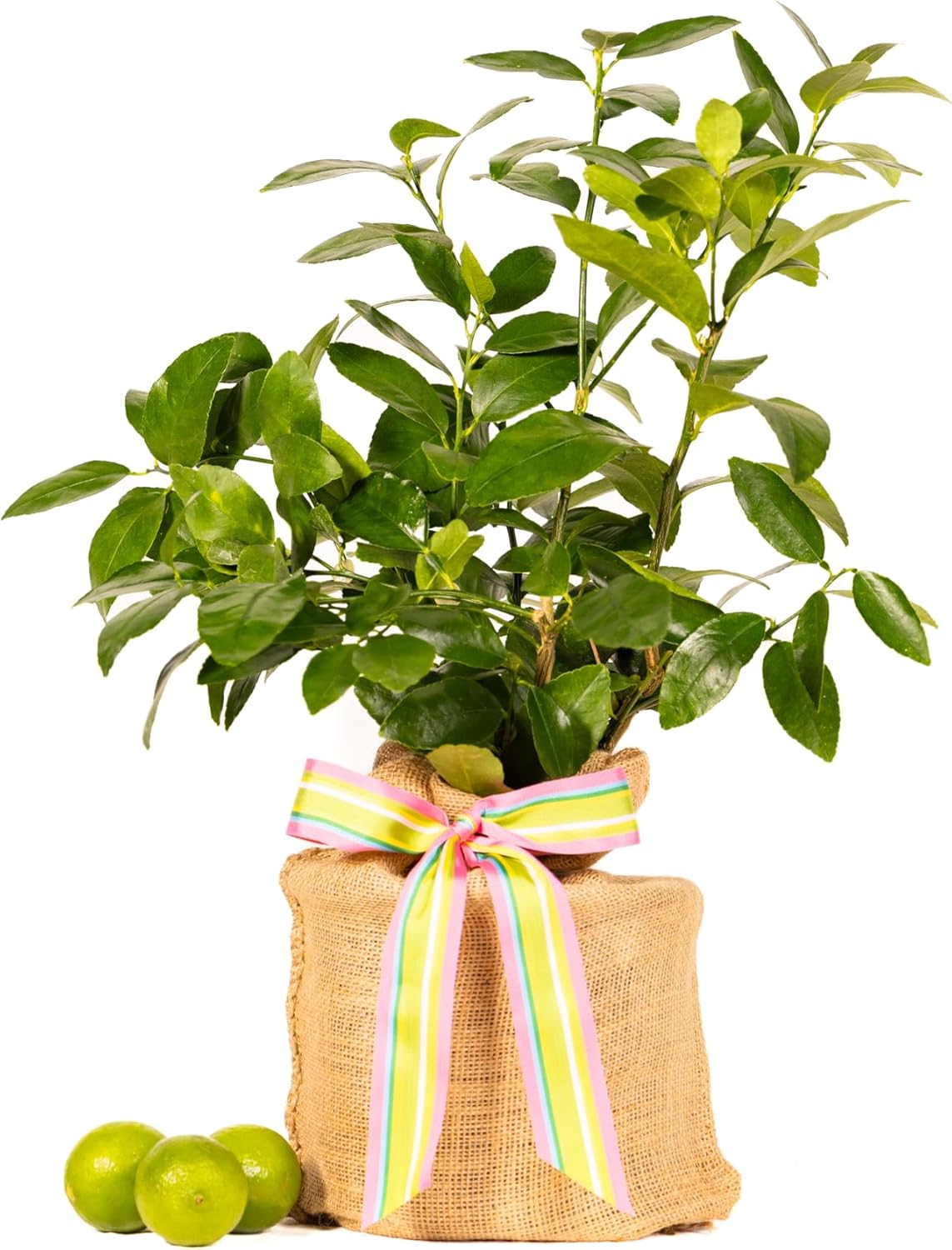 Birthday Live Persian Lime Tree Gift, Dwarf Citrus Tree, Easy to Grow, Indoor/Outdoor, Unique