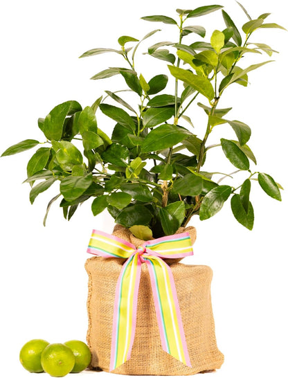 Birthday Live Persian Lime Tree Gift, Dwarf Citrus Tree, Easy to Grow, Indoor/Outdoor, Unique