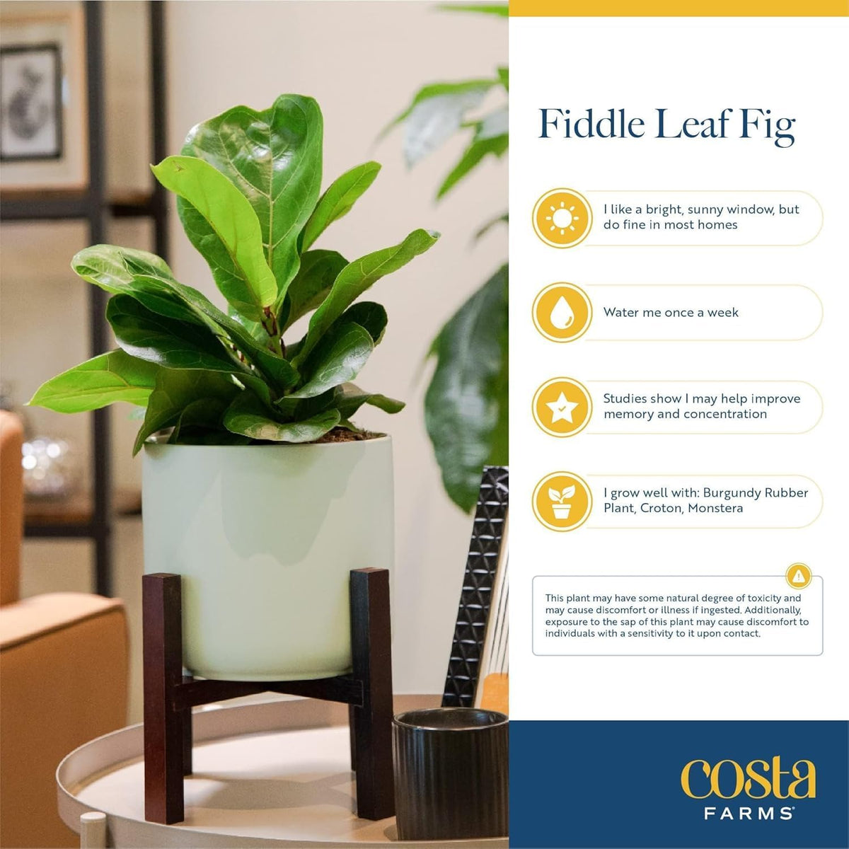 Costa Farms Fiddle Leaf Fig, Live Indoor Ficus Lyrata House Plant Potted in Modern Decor Planter