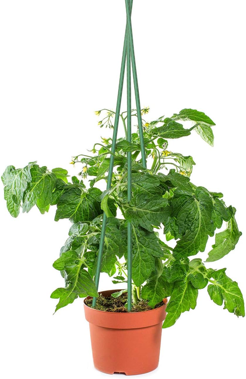 Sunnyglade 25PCS 48” Plant Stakes Garden Tomato Sticks Plant Stakes & Supports for Potted Plants