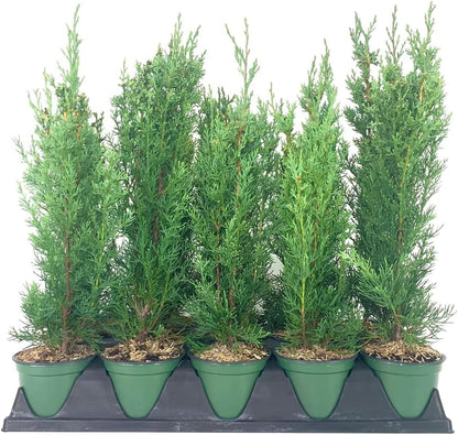 Italian Cypress Tree | 10 Live 4 Inch Pots | Cupressus Sempervirens | Formal Elegant Mediterranean
