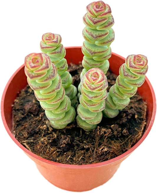 Live Succulents Crassula Baby's Necklace (4-inch), Succulent Plants Fully Rooted in Pots with Soil