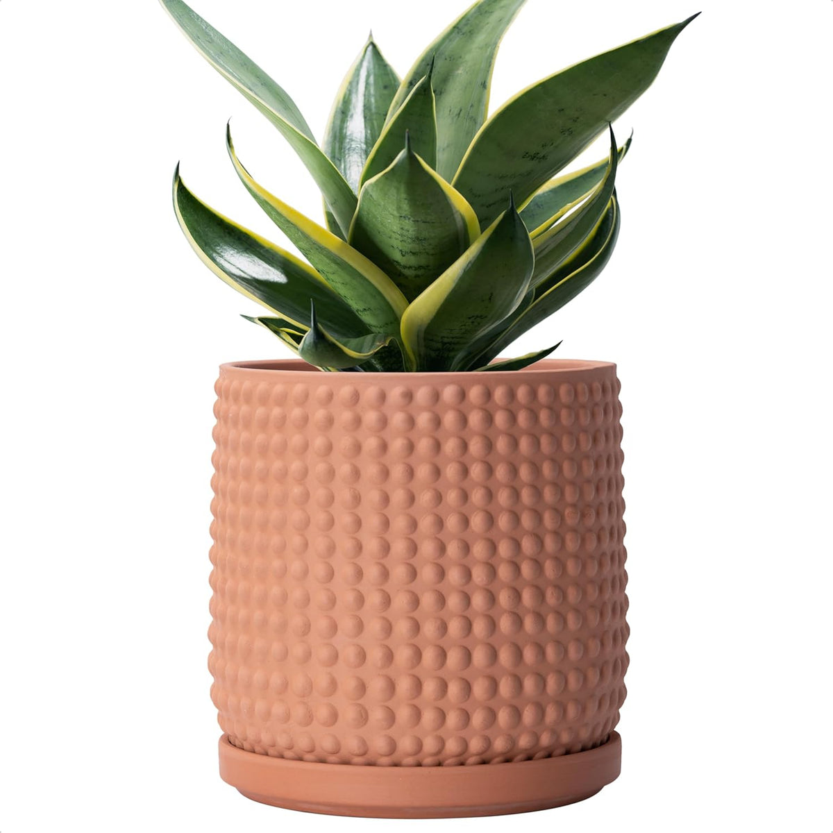 D'vine Dev 6 Inch Terracotta Beaded Planter Pot - Flower Pot with Drainage Hole and Saucer for