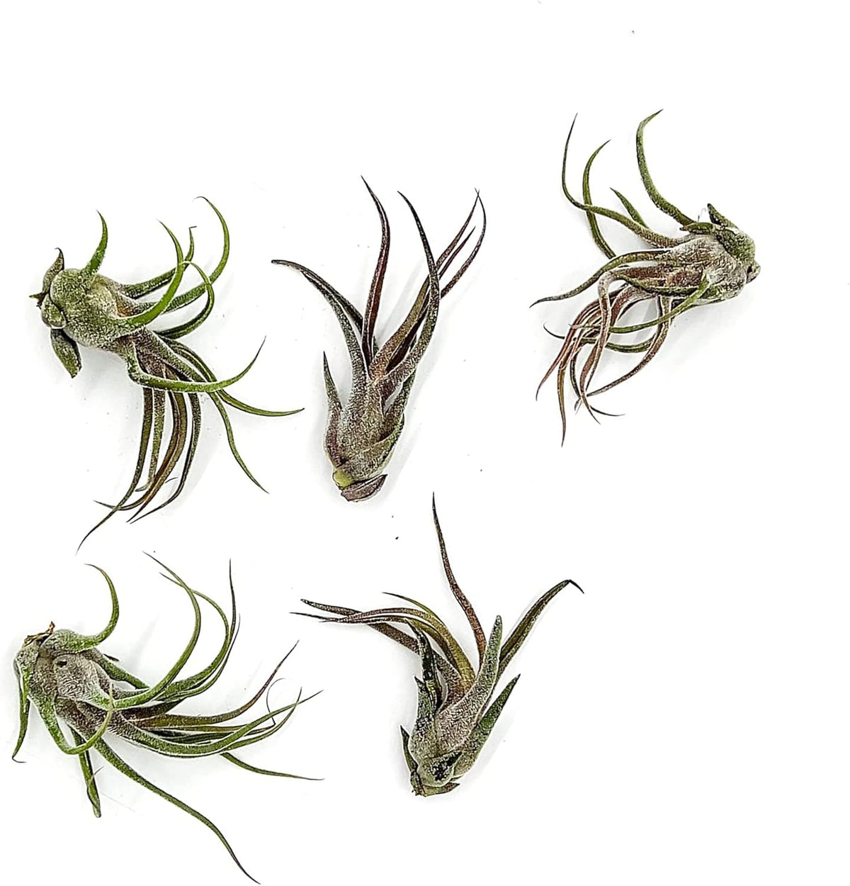ragnaroc Air Plants - Tillandsia Pruinosa, Large 3-5" - 5ct - Live Arrival Guaranteed - House