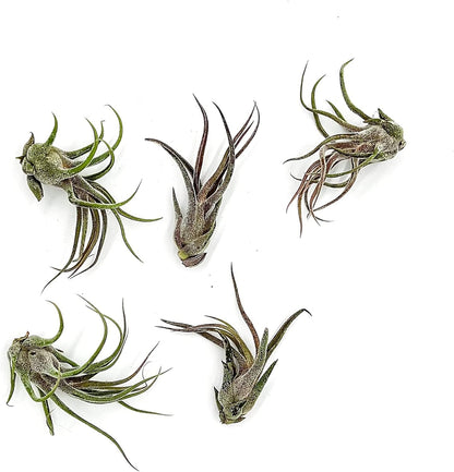 ragnaroc Air Plants - Tillandsia Pruinosa, Large 3-5" - 5ct - Live Arrival Guaranteed - House