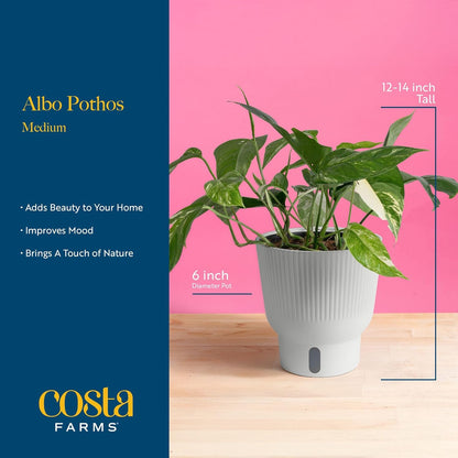 Costa Farms Albo Pothos Live Plant | Easy to Grow Trailing or Climbing Vine Houseplant | 1 Foot