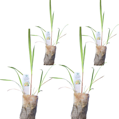 Lemongrass - Cymbopogon citratus. Live Plant. Fragrant, Fresh, Edible. Easy Grow. Indoor/Outdoor.