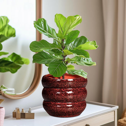 SQOWL Ceramic Flower Pots - 8 Inch Planter for Indoor Plants, Ceramic Plant Pot with Drainage Hole
