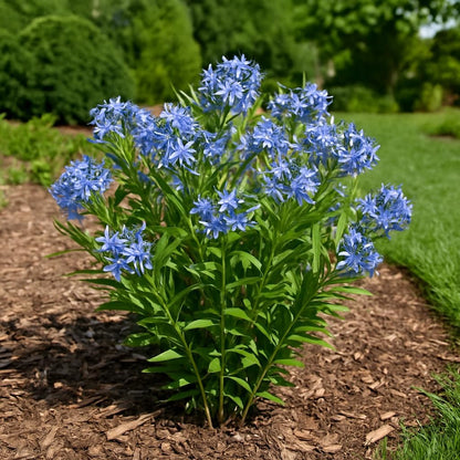 Perennial Farm Amsonia X 'Blue Ice' – Live Perennial in #1 Container, Clusters of Deep Blue