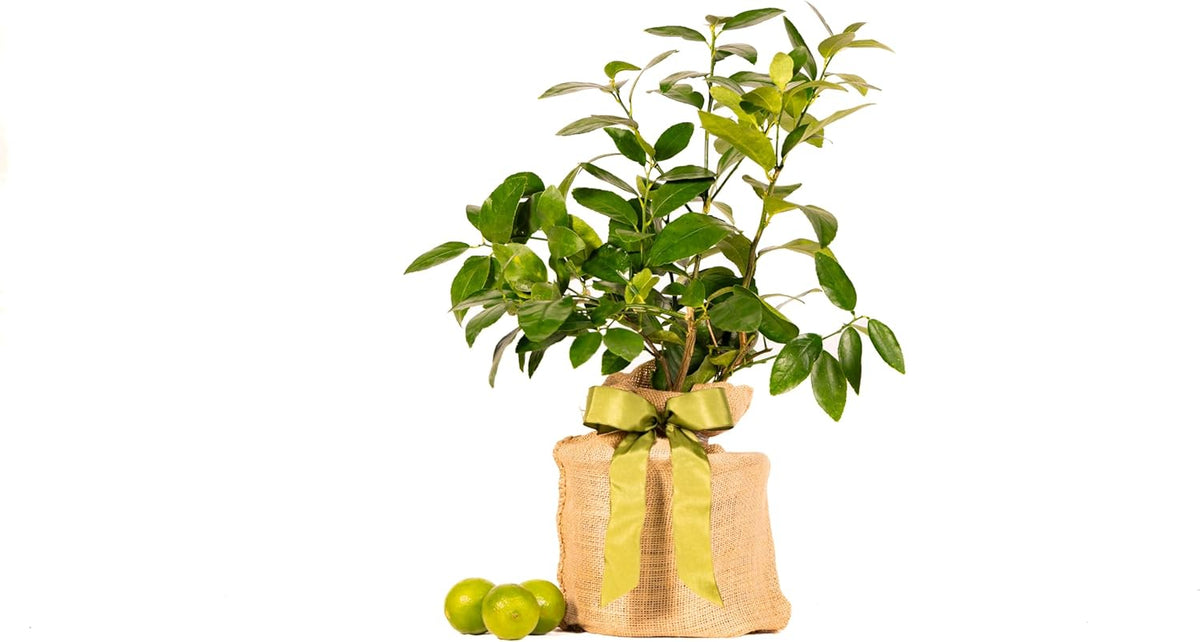 Sympathy Persian Lime Gift Tree, Lime Tree, Easy to Grow, Indoor/Outdoor, Live Plant, Lasting