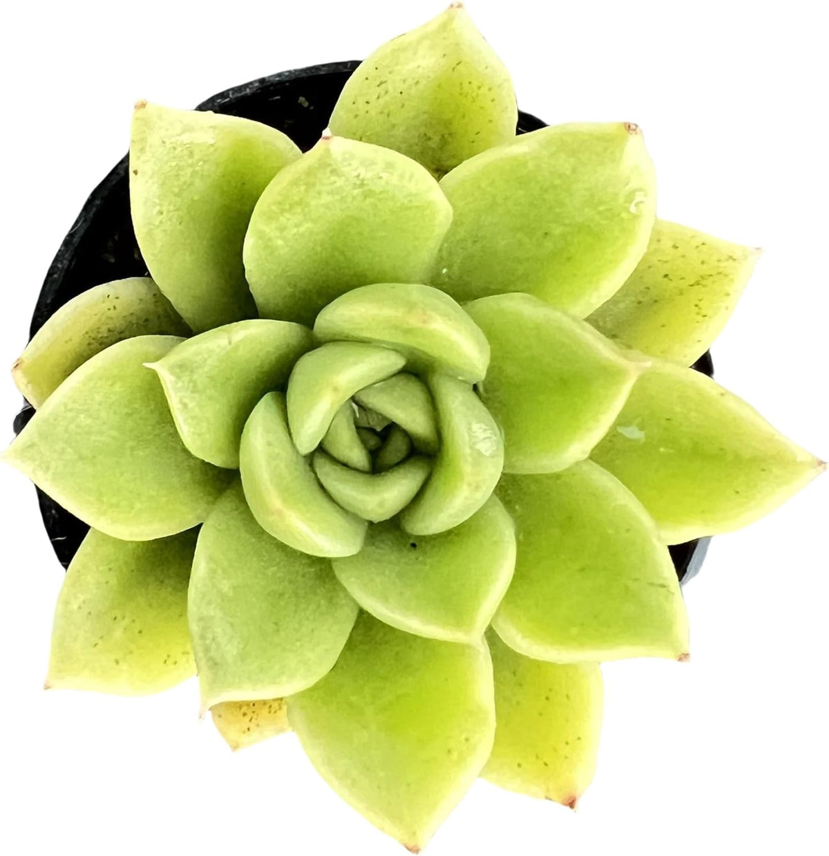 Sprout N Green Echeveria 'Gilva', Live Succulent Plant Fully Rooted in 2" Pots with Soil Mix, Real
